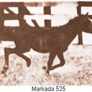 MARKADA