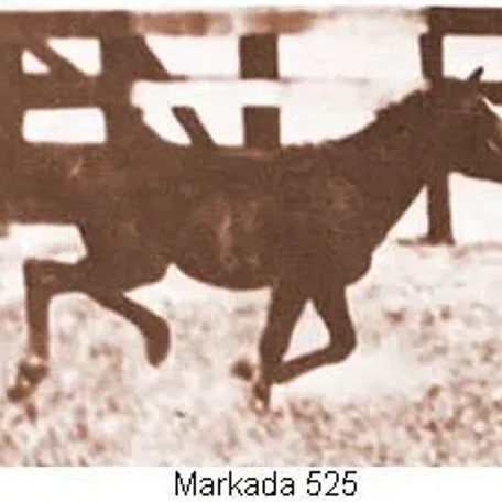 MARKADA