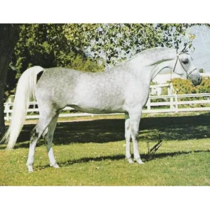 Naborrs Joy