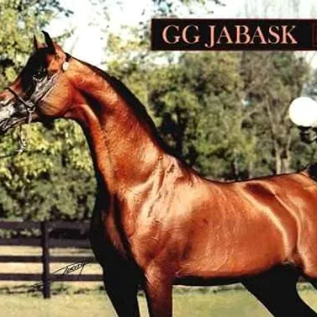 GG JABASK +/