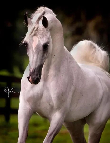 Found these really amazing photos of El Nabila B from his fb page…also many more of him, his get, and also grand-get…very “Beautiful”!!! 
https://www.facebook.com/elnabilab 
