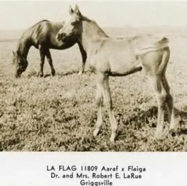 La Flag