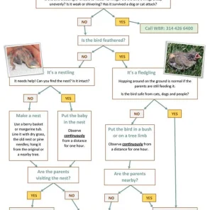 This information is to help you identify the problem, not necessarily resolve it. It is always our goal to avoid separating a bird from its family and/or native habitat. But in some cases this cannot be avoided.