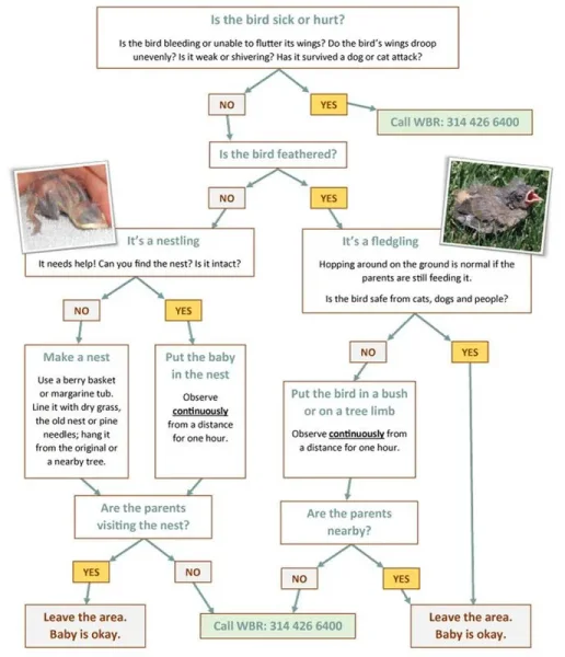 This information is to help you identify the problem, not necessarily resolve it. It is always our goal to avoid separating a bird from its family and/or native habitat. But in some cases this cannot be avoided.