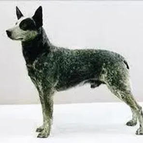 Australian Stumpy Tail Cattle Dog