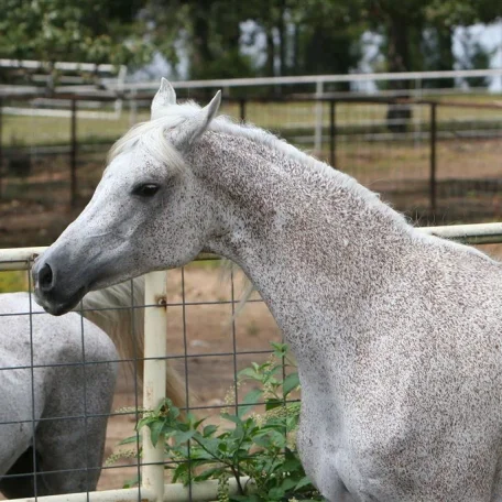 Gwyndalyna VF (Ludjin el Jamaal x Gwyndalyn)