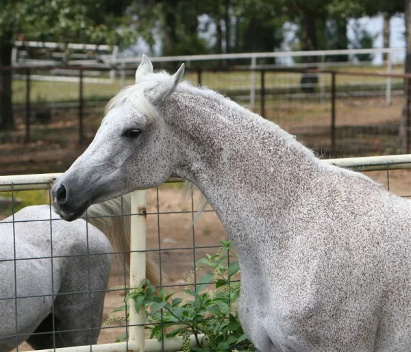 Gwyndalyna VF (Ludjin el Jamaal x Gwyndalyn)
