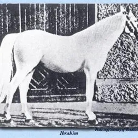 IBRAHIM