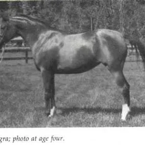 LALLEGRA