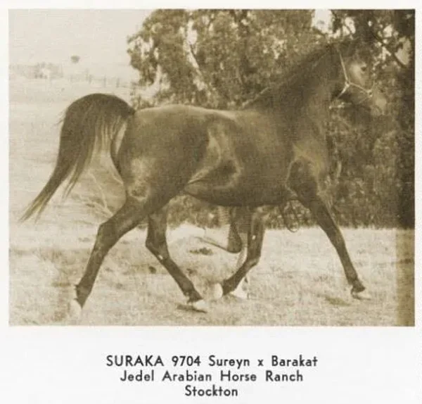 SURAKA