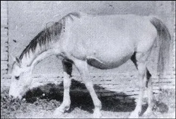Betelgeuse