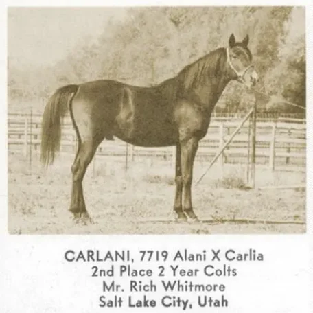Carlani