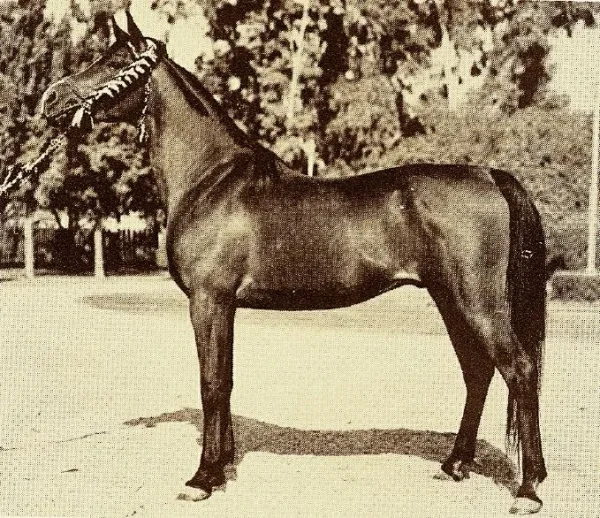 EZZ EL ARAB