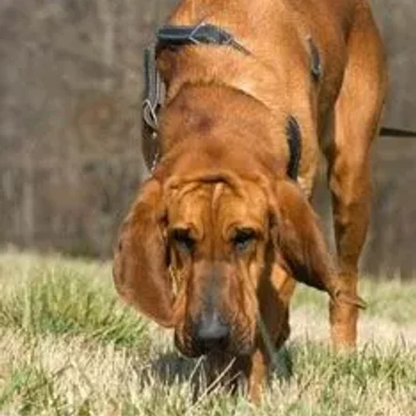 Tracking, obedience, rally, agility