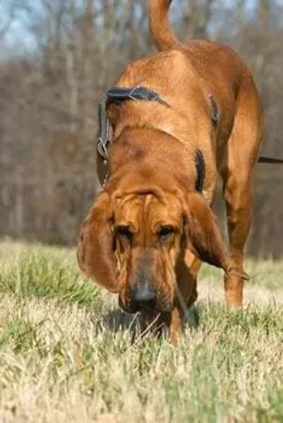 Tracking, obedience, rally, agility