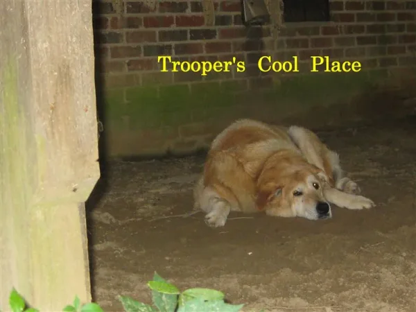 Trooper