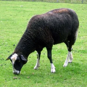 Zwartbles