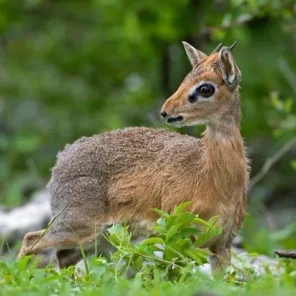 9 Fun Facts About the Dik-Dik