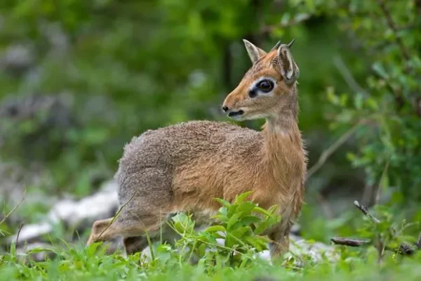 Dik-Dik - a most unusual little deer that's actually an antelope