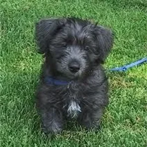Schnese (Designer Dog)