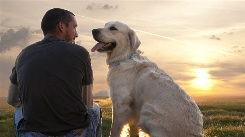 Traveling: Should Your Pet Stay or Go?
