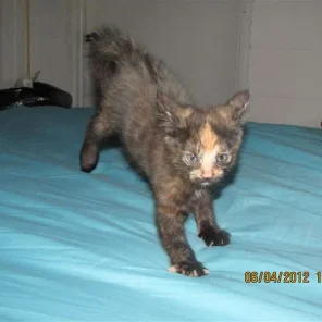 Skittle Aka Meow Meow