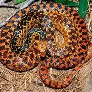 Gopher Snake Morph