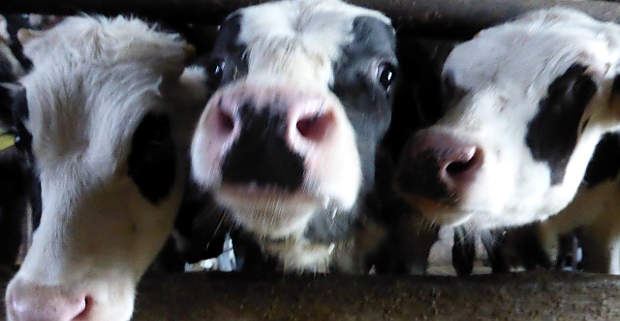 Animal-welfare Improvement at Dutch Cattle Slaughterhouse