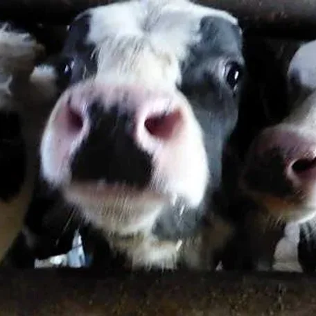 Animal-welfare Improvement at Dutch Cattle Slaughterhouse