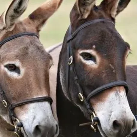 The gorgeous pair; Honky and Tonky!
