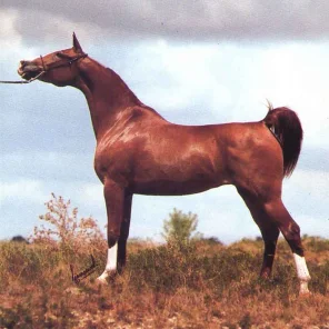 TANANAA