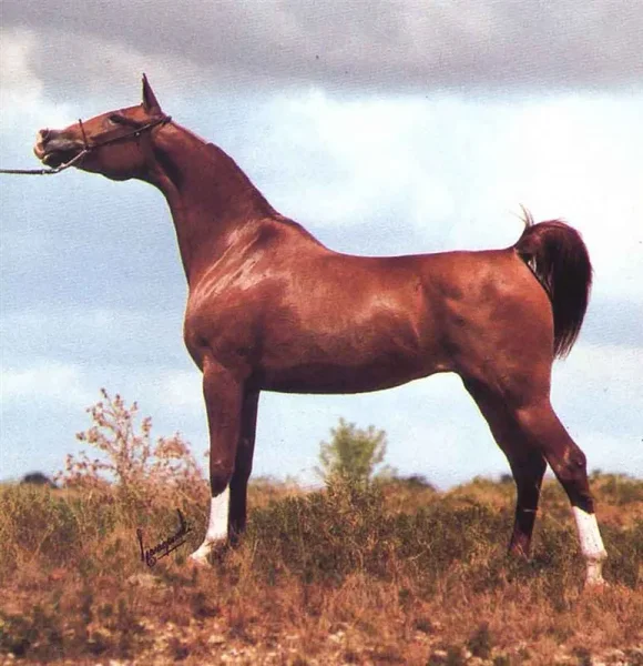 TANANAA