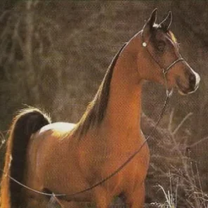 The Profile