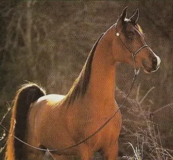 The Profile