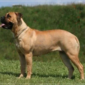 20 Low Maintenance Dog Breeds For You - Part II