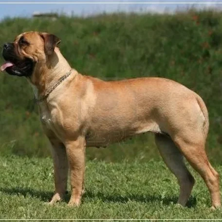 If you have always longed to have a canine pet and have not been able to do so because of lack of time, then think again. There are a few Low Maintenance Dog Breeds.