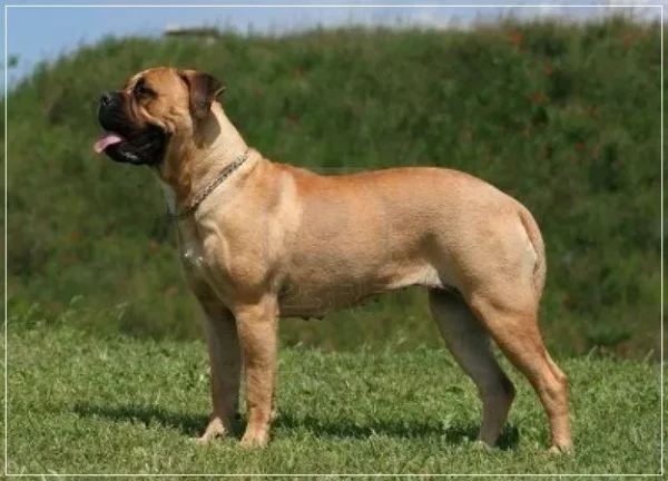 If you have always longed to have a canine pet and have not been able to do so because of lack of time, then think again. There are a few Low Maintenance Dog Breeds.