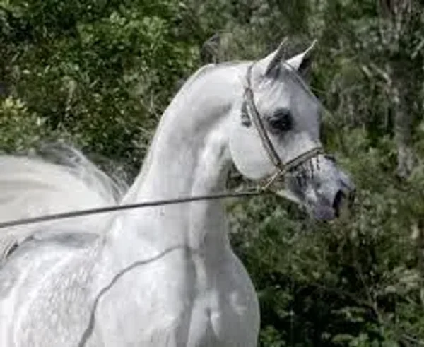 Solstis arabians