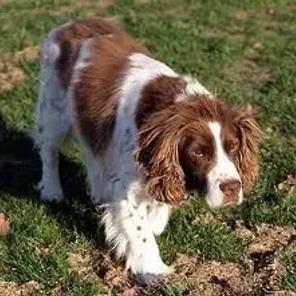 English Springer Spaniel