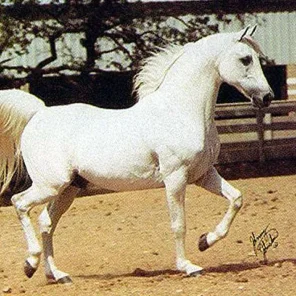KARADJORDJE