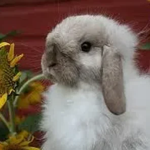 American Fuzzy Lop