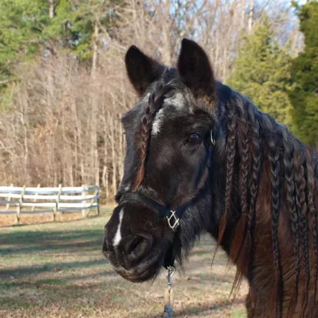 GH Desiree Dec. 2013 @30 years old