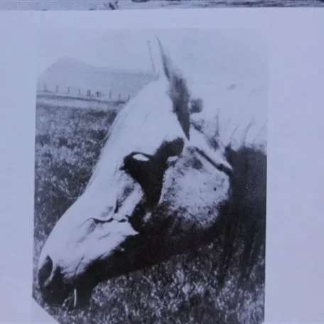 Gran Via (Raseyn x Meca) grey mare, foaled May 30, 1936bred by Jame E. Draper