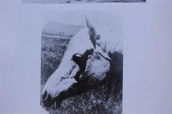 Gran Via (Raseyn x Meca) grey mare, foaled May 30, 1936bred by Jame E. Draper