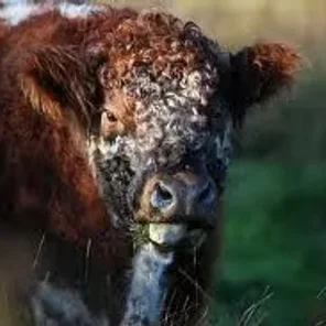 Riggit Galloway