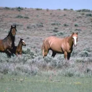 Mustang