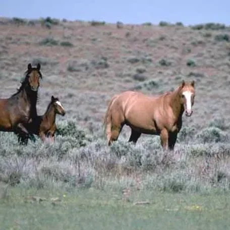 The mustang is a free-roaming horse of the American west that first descended from horses brought to the Americas by the Spanish. Mustangs are often referred to as wild horses, but there is debate over terminology.
