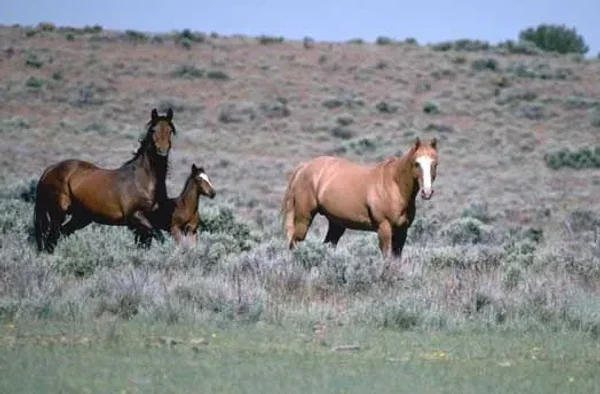 The mustang is a free-roaming horse of the American west that first descended from horses brought to the Americas by the Spanish. Mustangs are often referred to as wild horses, but there is debate over terminology.