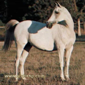 Taduria De Washoe
