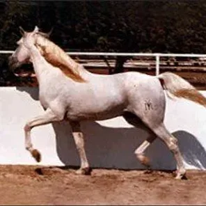 Alcazar